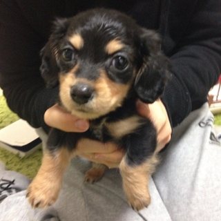 子犬 カニンヘンダックスフンド