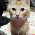 野良生まれ、兄弟♂♀*