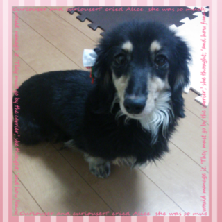 Mダックスの里親募集します。