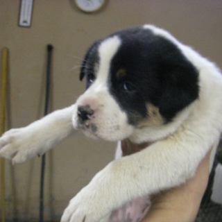 熊本県・生後1.5～2ヶ月弱の可愛い子犬の兄妹です