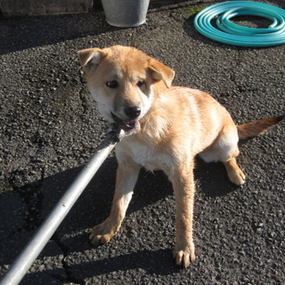 熊本県・おとなしい5ヶ月の子犬姉妹里親募集