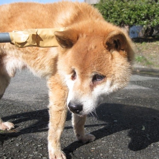 緊急！！残された犬生、柴系の老犬の家族募集