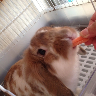 優しそうなご家庭にもらわれて行きます