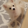 可愛いポメちゃん サムネイル2