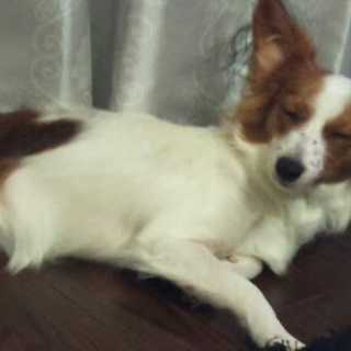 パピヨン 雌 ３才 里親募集！