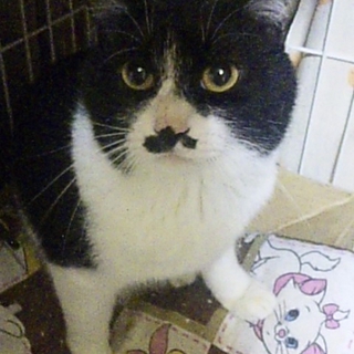 アパートの一室に飼い主に置いていかれました。