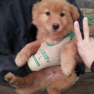 ふわふわの子犬です☆