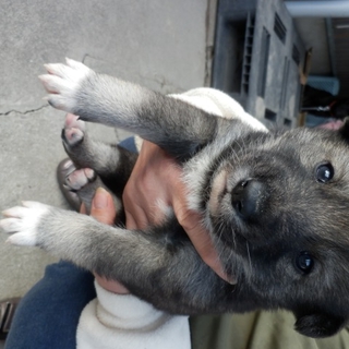 生まれたてのかわいい子犬です（メス）