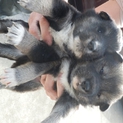生まれたてのかわいい子犬です　オス