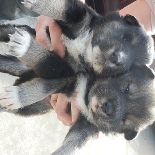 生まれたてのかわいい子犬です　オス