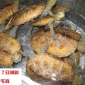 ウンキュウ子ガメの里親さん、決定しました！