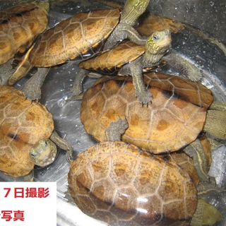 ウンキュウ子ガメの里親さん、決定しました！