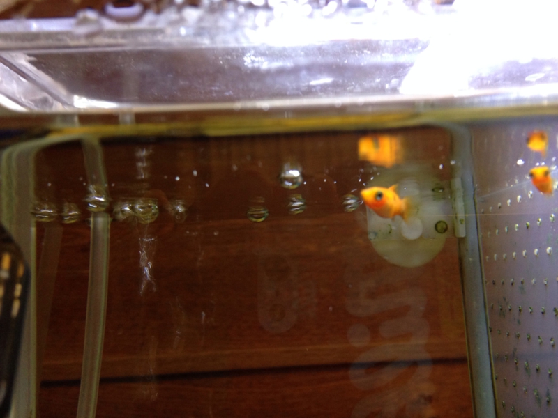 プラティ稚魚3匹 神奈川県 熱帯魚 観賞魚の里親募集 ペットのおうち 月間利用者150万人