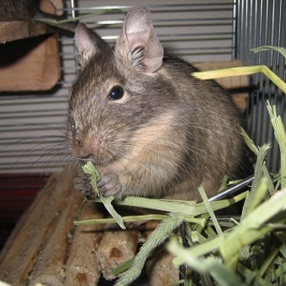 ブルーデグー♀１匹里親様募集いたします。