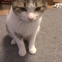 可愛い白キジ☆