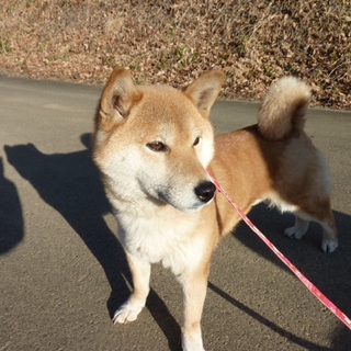 ２才になったばかりの純血柴犬！！