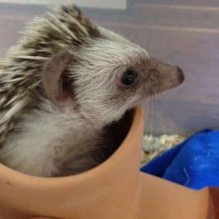就職先では飼えないので里親募集します