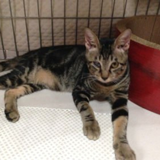 多頭飼い崩壊現場から救い出したライチくん