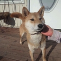 飼い主入院で家を失った柴犬シンバ♂