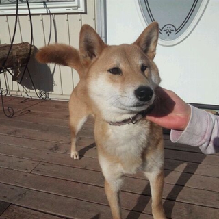 飼い主入院で家を失った柴犬シンバ♂