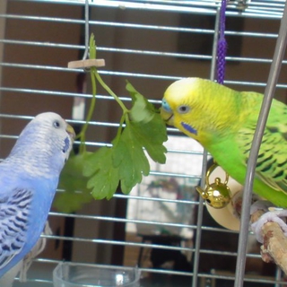 捨てられていたセキセイインコ、雄と雌２羽です