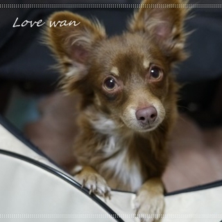 人も犬もＯＫな１０ヵ月チョコカラー雌
