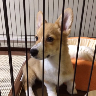 コーギー メス もうすぐ4ヶ月です