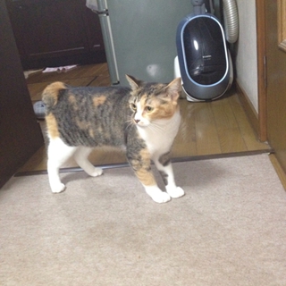 急募！猫の里親様募集！！