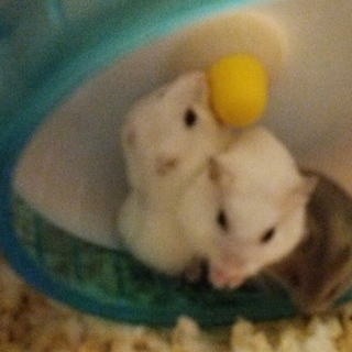 12月31日生 ♀パールホワイト2匹♀