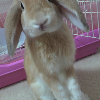 可愛がっていただける里親募集