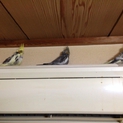 オカメインコです