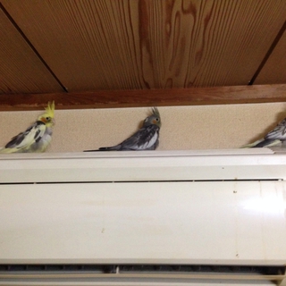 オカメインコです