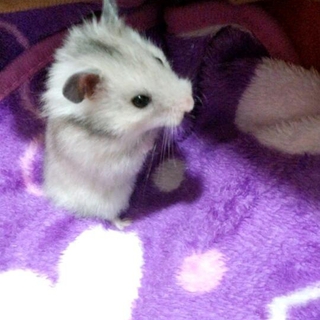 里親さんすべて決まりました。ありがとうございました