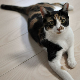 和柄…三毛猫の美代ちゃん