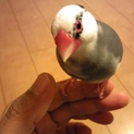桜文鳥　パイド　メス　里親募集