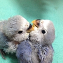 青いコザクラインコ里親募集