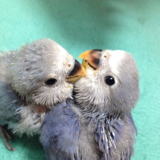 青いコザクラインコ里親募集