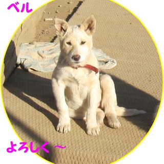 寒さに強い雑種