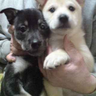 子犬♂２匹の里親を探しています・・・
