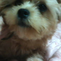 ミックス　子犬　再募集