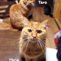 里親募集一時停止！『タロウ＆ハナ』