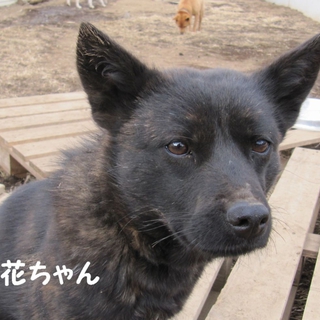甲斐犬　２歳