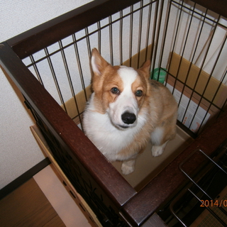 新しいおうちが決まりました