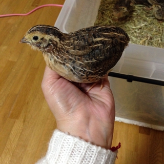 新しい家族が決まりました！ありがとうございました