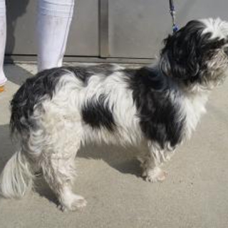  老犬ですが里親募集！