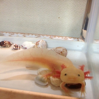 ウーパー