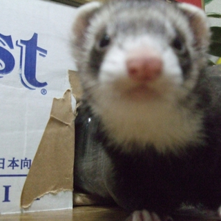 お転婆なフェレットです。