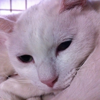 なされるがままが可愛い白い猫