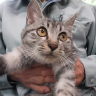 サバトラ子猫 京都府動物愛護管理センターより