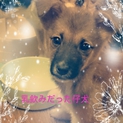 雑種の子犬【陽菜】、新しい家族募集中☆